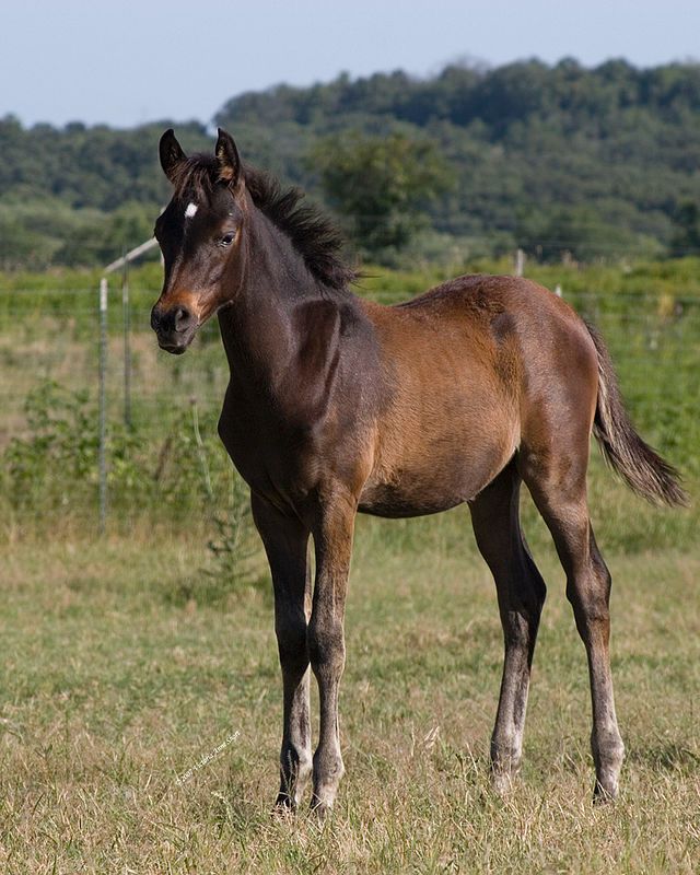 Foal