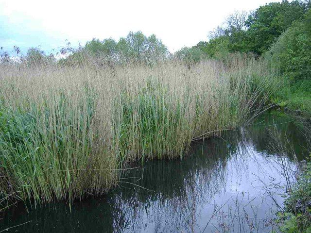 Reed