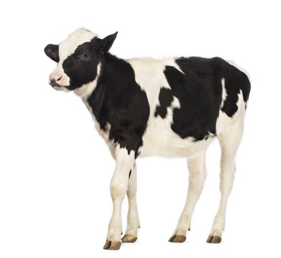 Calf