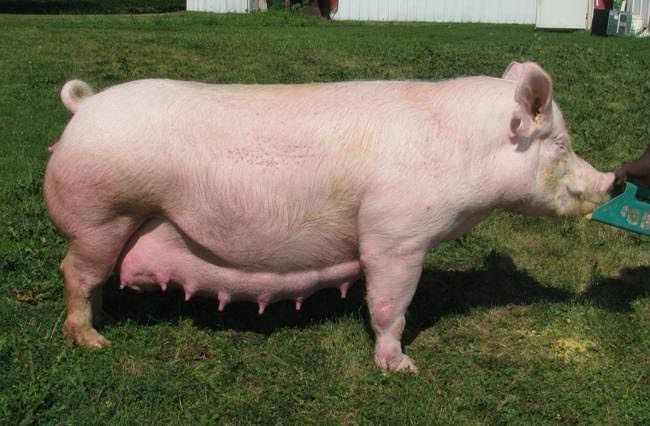 Sow