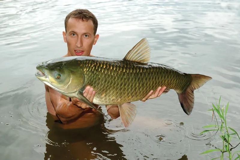 Carp