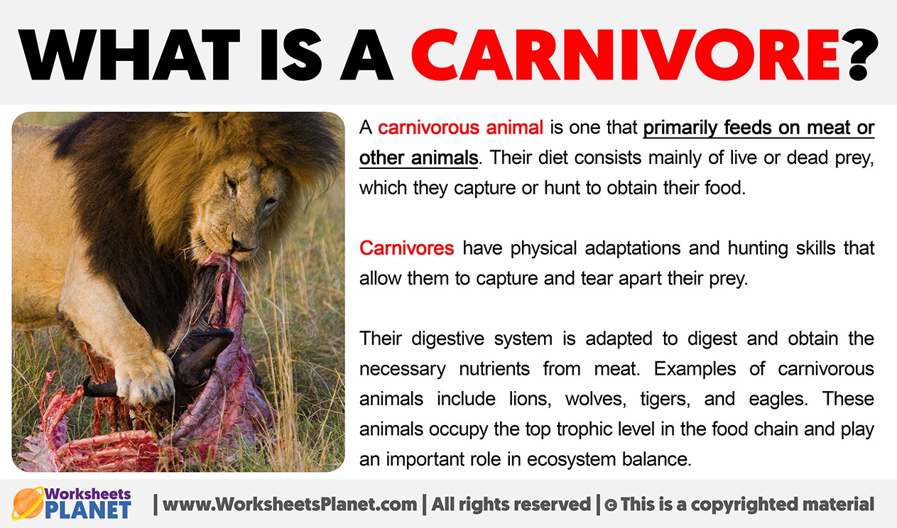 Carnivore