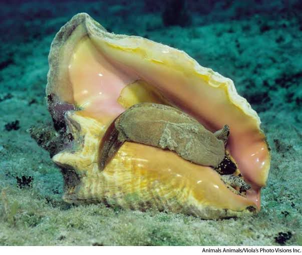 Conch