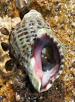 Sea snail