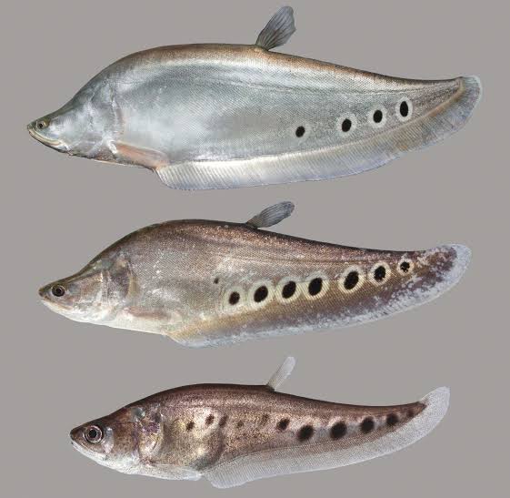 Knife fish