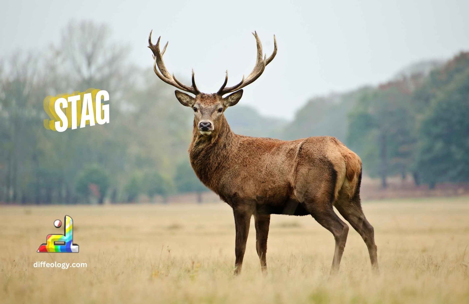 Stag