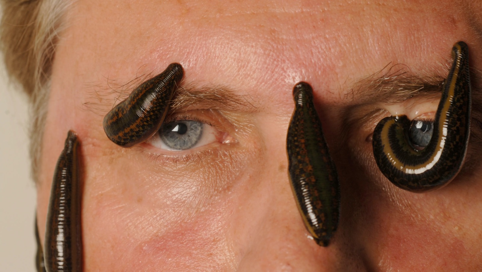 Leech