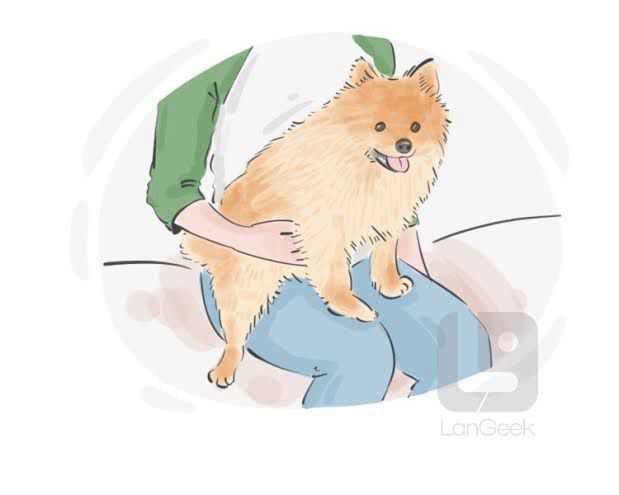 Lapdog
