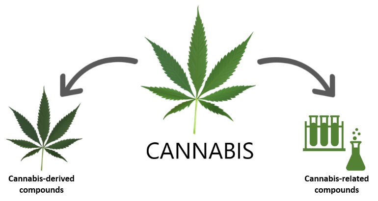 Cannabis
