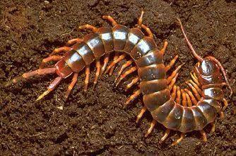 Centipede