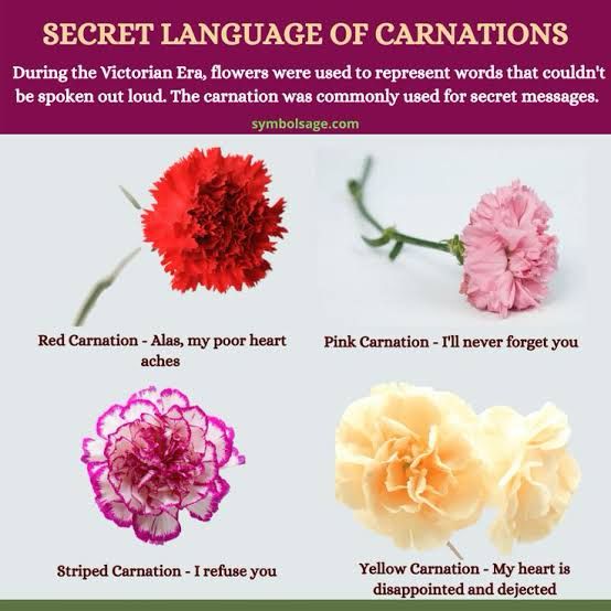 Carnations