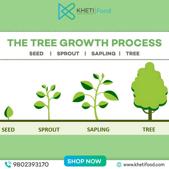 Sapling
