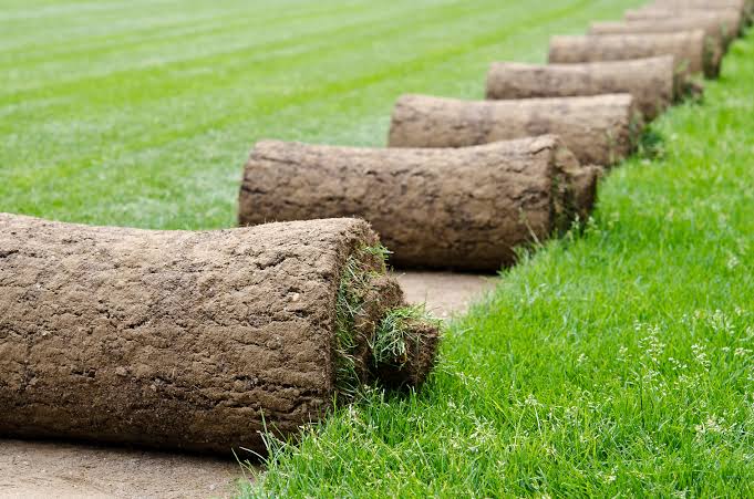 Turf