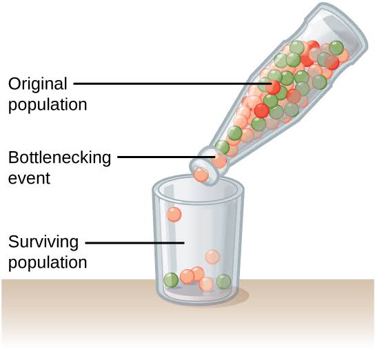 bottleneck