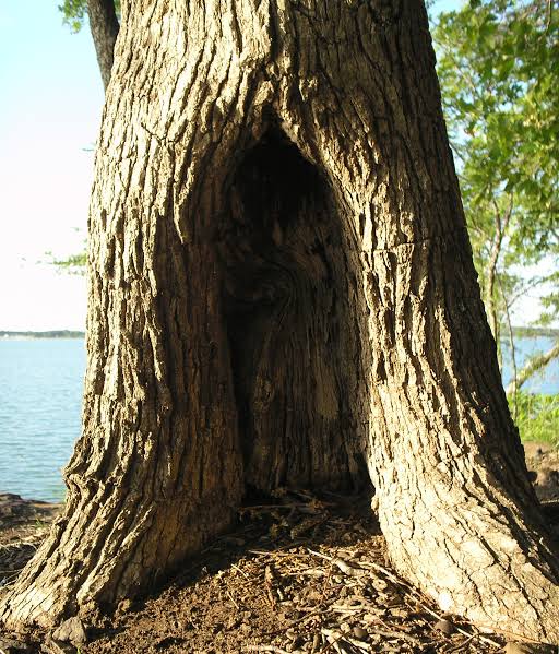 Tree hollow
