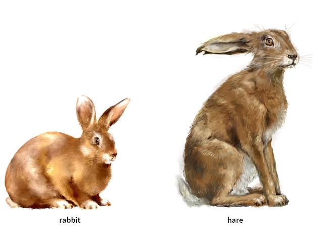 Hare
