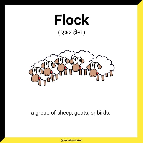 Flock