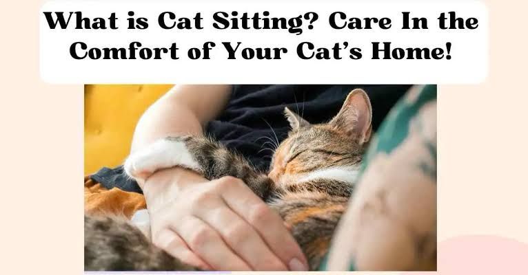 Cat - sit