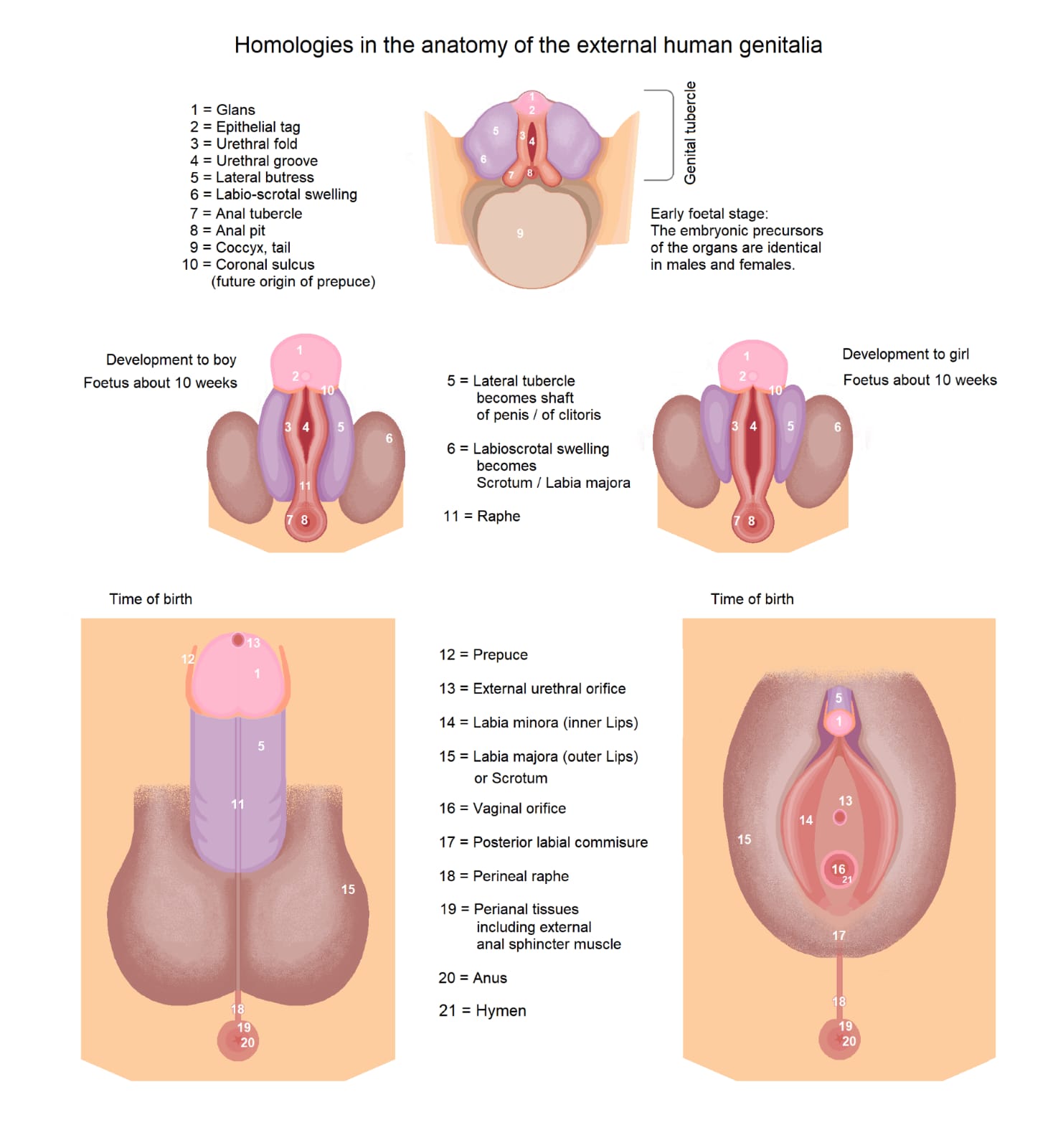 Genital