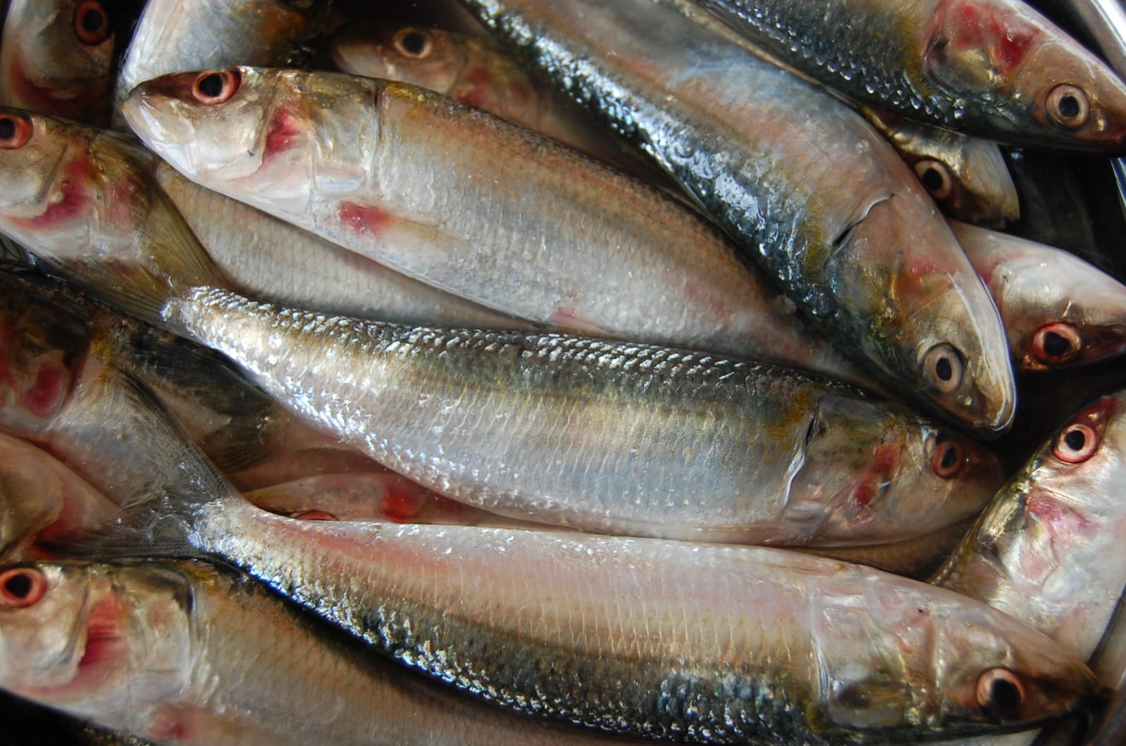 Sardine