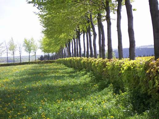 Hedge