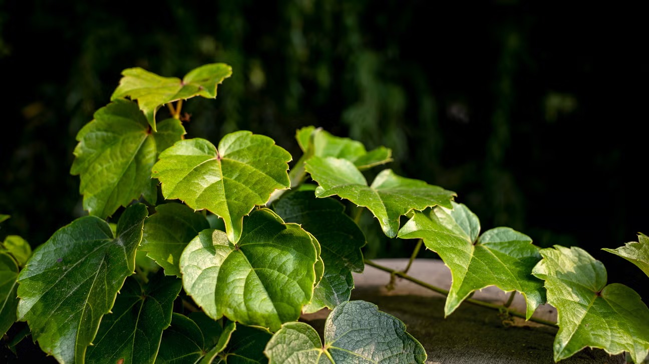 Ivy