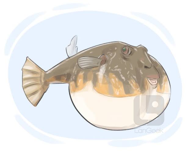 Pufferfish