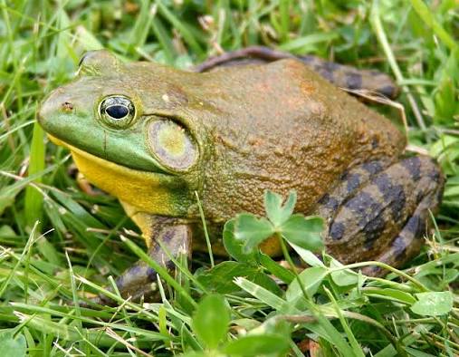 Bullfrog