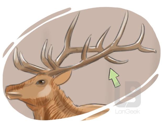 Antler