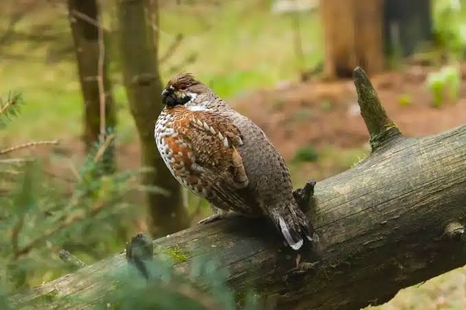 hazel grouse