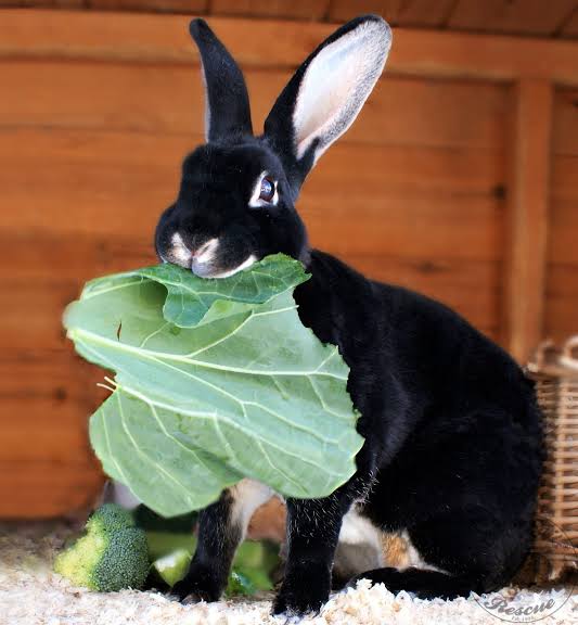 Rex rabbit