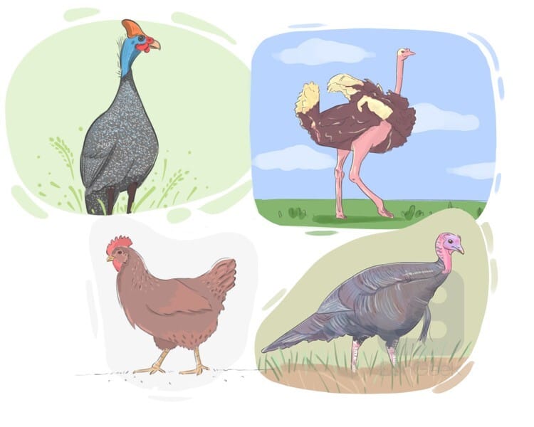 fowl