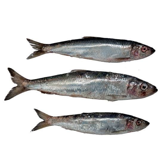 Herring
