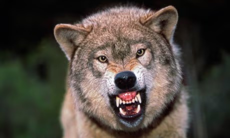 snarling