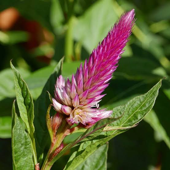 Flower spike