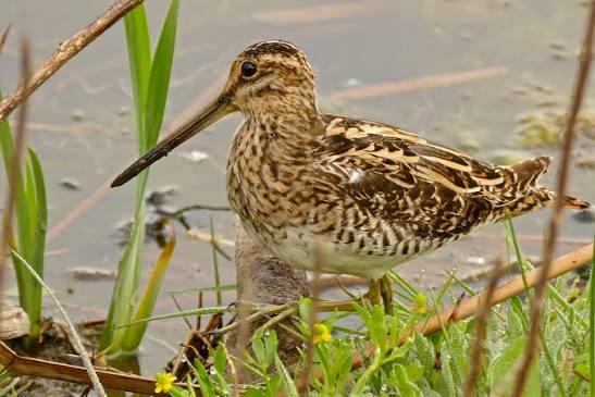 Snipe