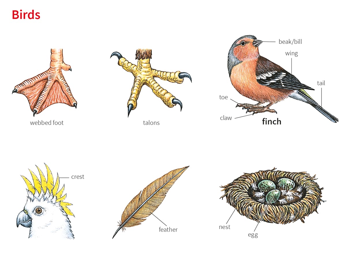 Beak