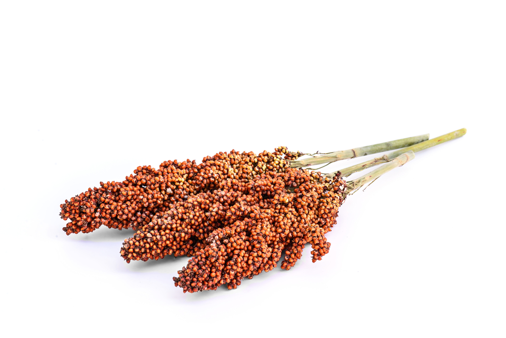 Sorghum