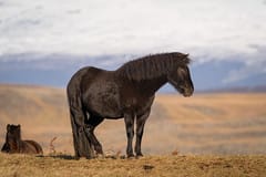 Steed