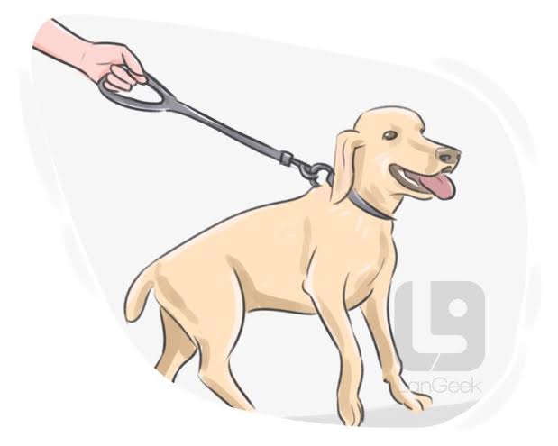Leash