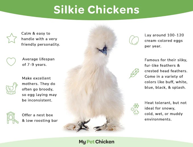 Silkie
