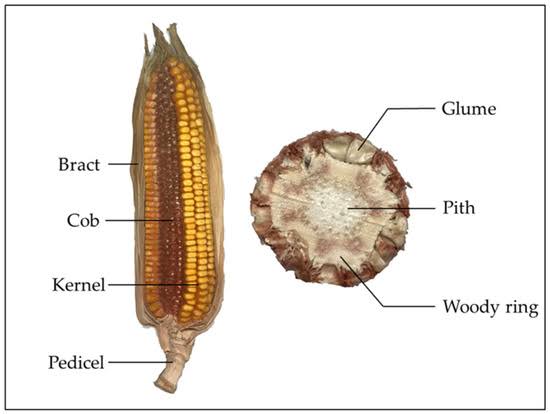 Corn cob