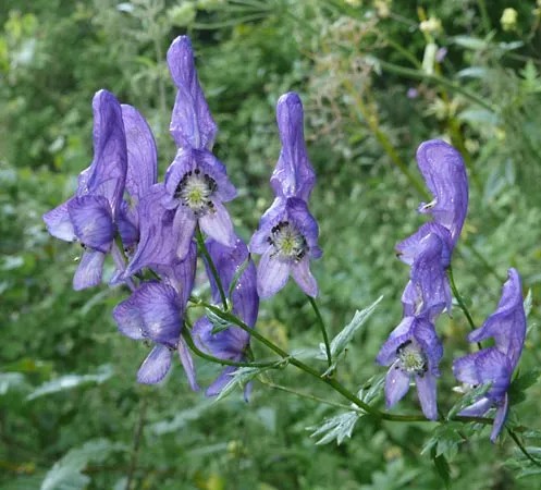 Aconite