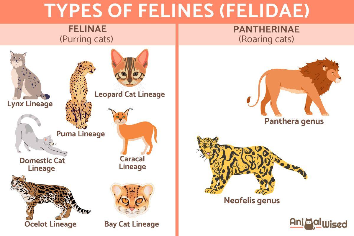 Feline