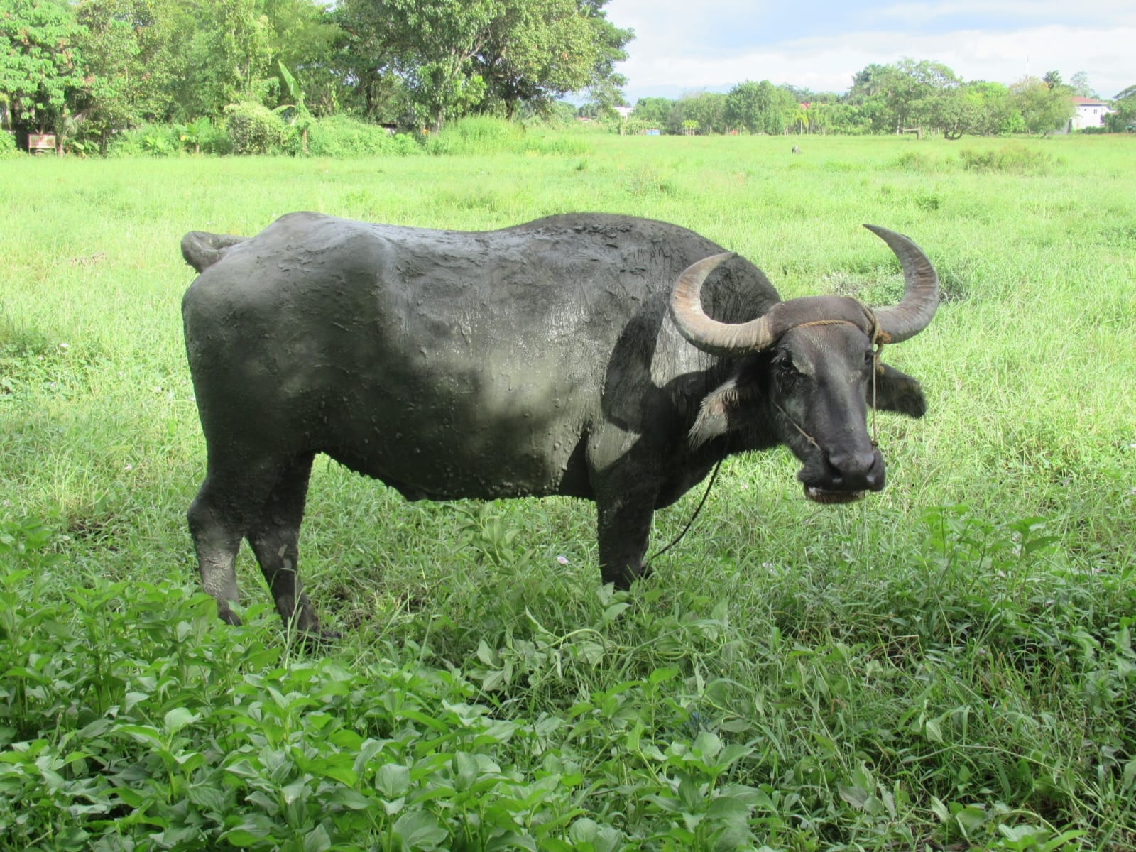 Carabao