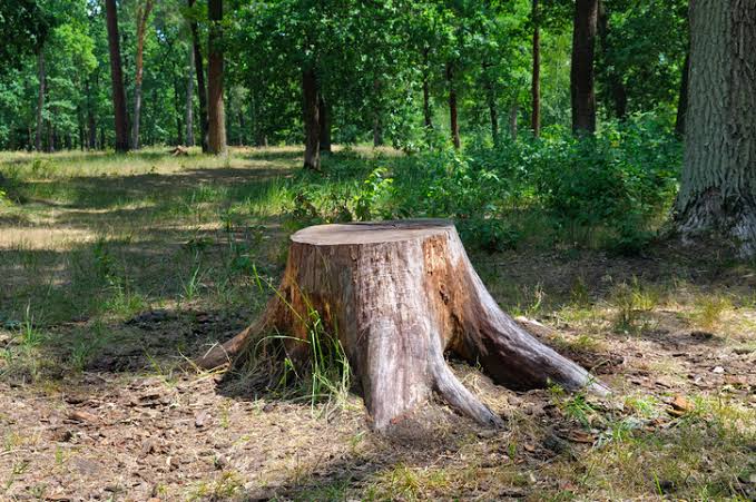 Stump