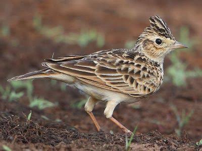 Skylark