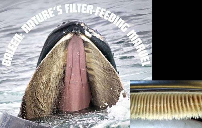 baleen