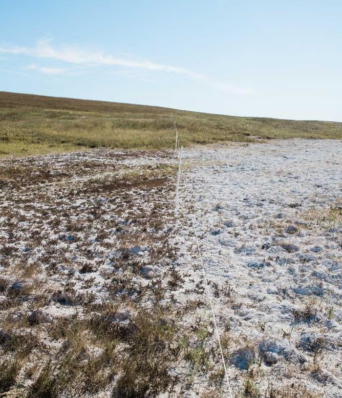 saline soil