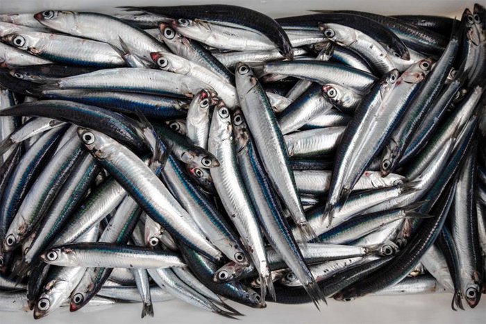 anchovy